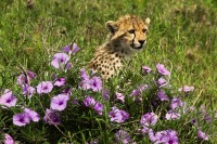 Baby Cheetah y flores