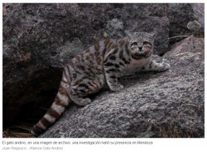 Logran fotografiar al fantasma de los Andes, el enigmtico gato andino de las montaas de Mendoza