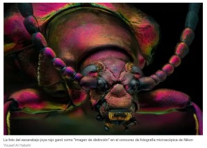 Las extraordinarias imgenes de animales en una competicin de fotografa microscpica