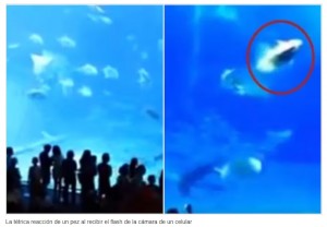 La ttrica reaccin de un pez en un acuario cuando le sacaron una foto con flash y el desenlace ms triste