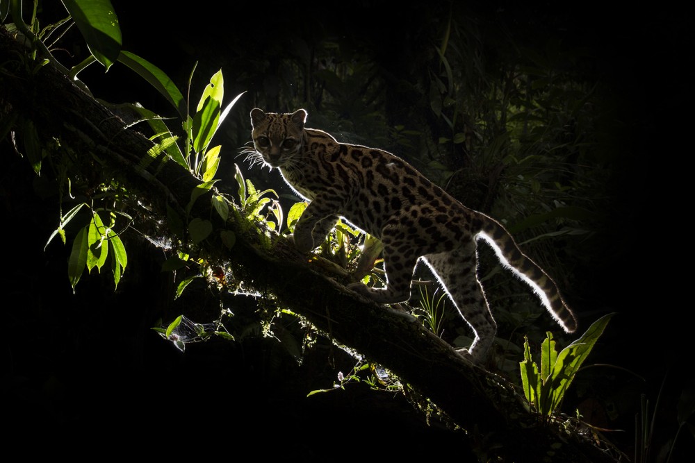 Margay Obscuro
