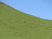 Salpicon de ovejas