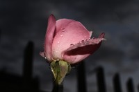 Rosa rosa mojada