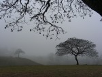Niebla en San Carlos