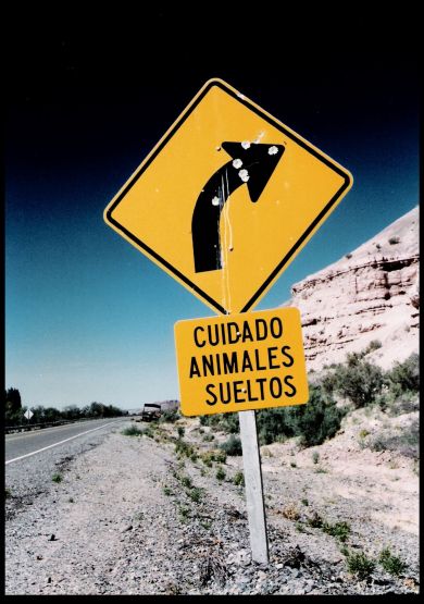 "ANIMALES SUELTOS" de Juan Esteban Pieralisi