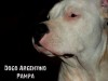 Dogo Argentino Pampa IV - Diaz de vivar gustavo