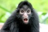 Mono araa o Marimono