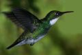 colibr