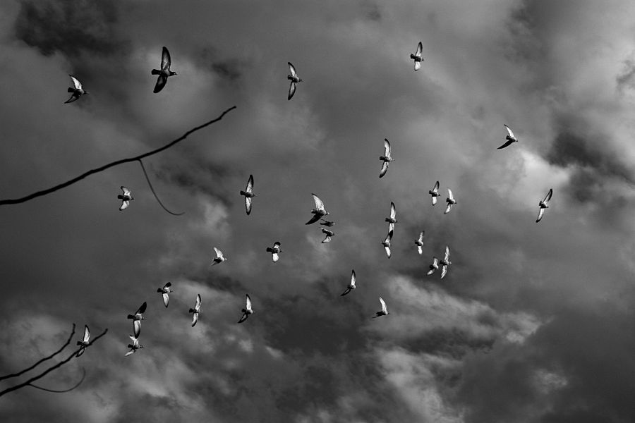 "Pigeons" de Carmen Nievas