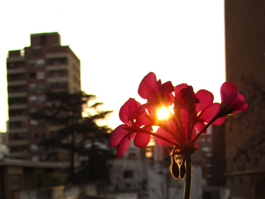 "flor en contra" de Lucrecia Mara Pastrana R