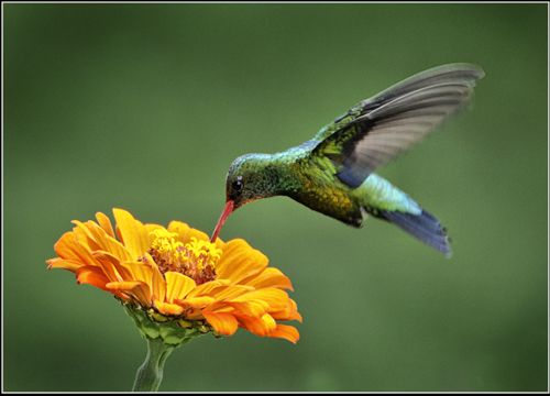 "colibri" de Fernando Piero