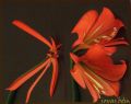 flores de la mente-tulipan-