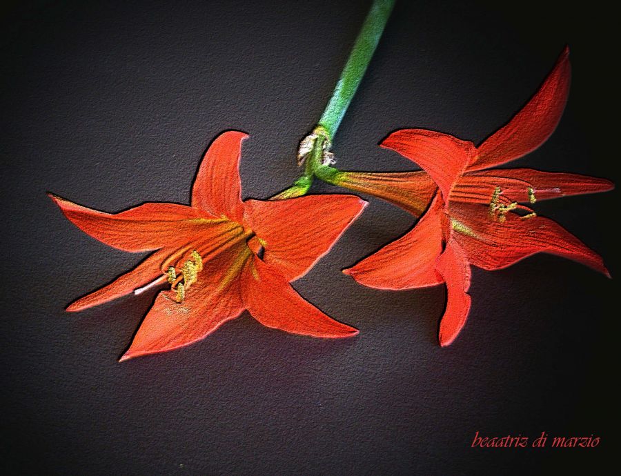 "flor naranja- la cultiv como tulipan" de Beatriz Di Marzio