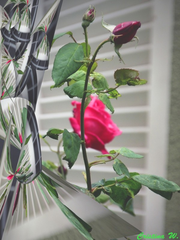 "Ensayos con la rosa en la ventana..." de Cristina Wnetrzak