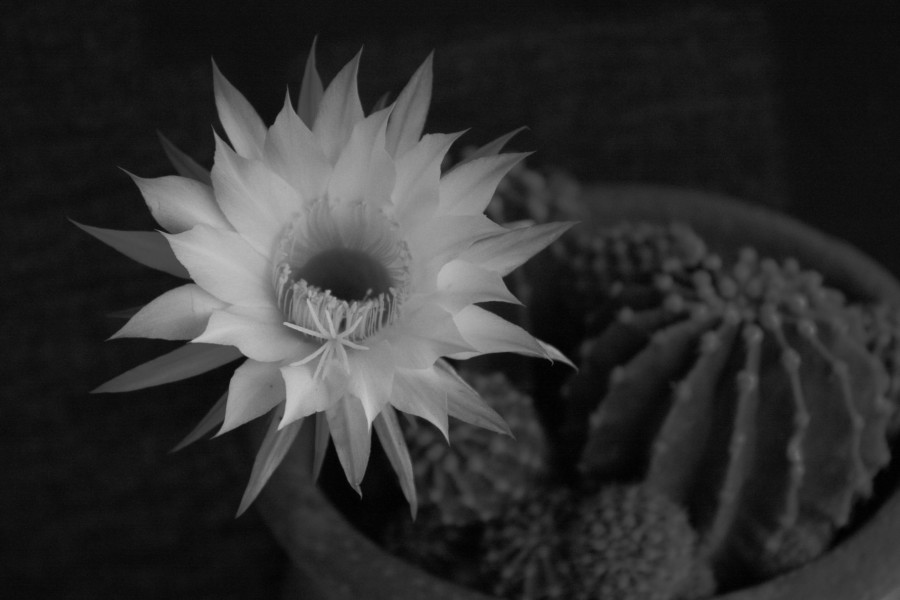 "Flor de cactus" de Leonardo Gmez