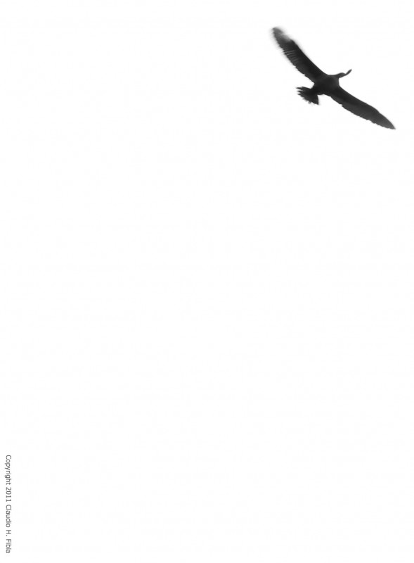 "Volar, as de simple" de Claudio H. Fibla