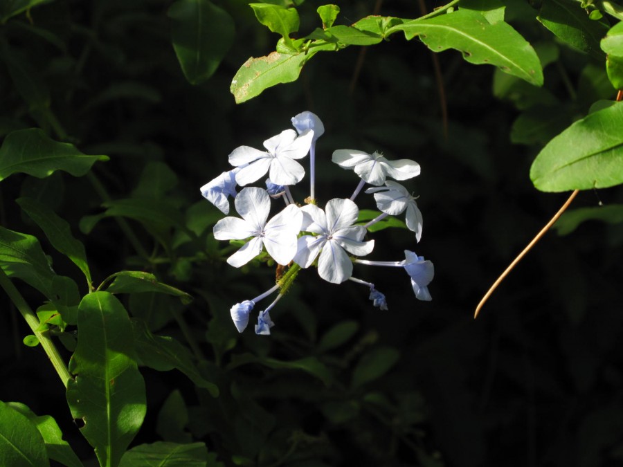 "Florecillas blancas" de Ana Julia Chevez De Centioni