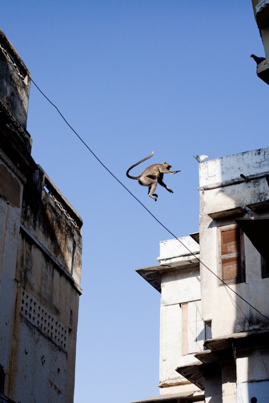 "Los monos vuelan, las palomas no" de Mariano Verra