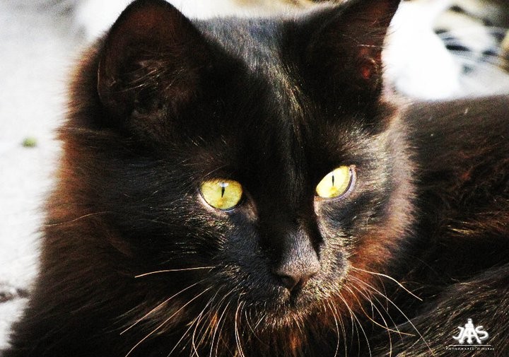 "Gato negro" de Jairo Stepanoff
