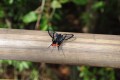 extraa mariposa, un regalo de la selva misionera