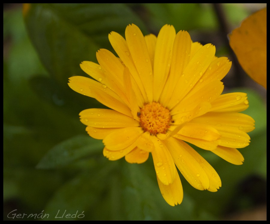 "Flor amarilla" de German Lled
