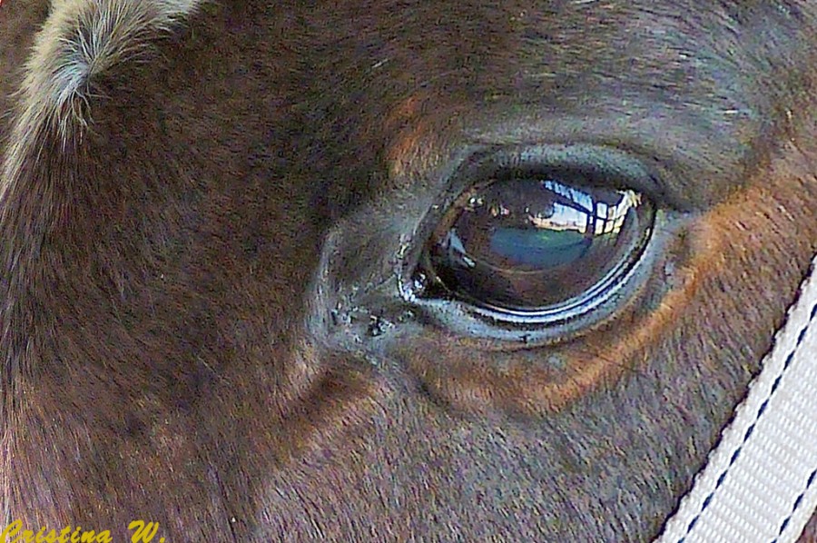 "El ojo del caballo...." de Cristina Wnetrzak