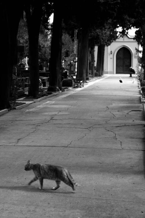 "Los gatos del cementerio" de Claudio H. Fibla