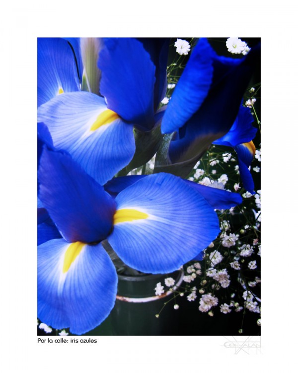 "Por la calle: Iris azules -2-" de Silvia Corvaln