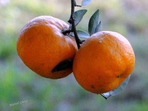 "Mandarinas ...inas" de Marisel Grasso