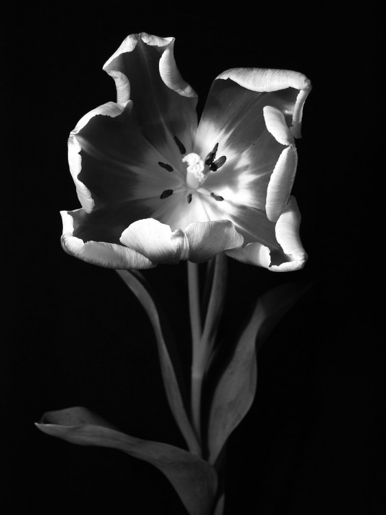 "Tulipn II" de Virginia Rapallini