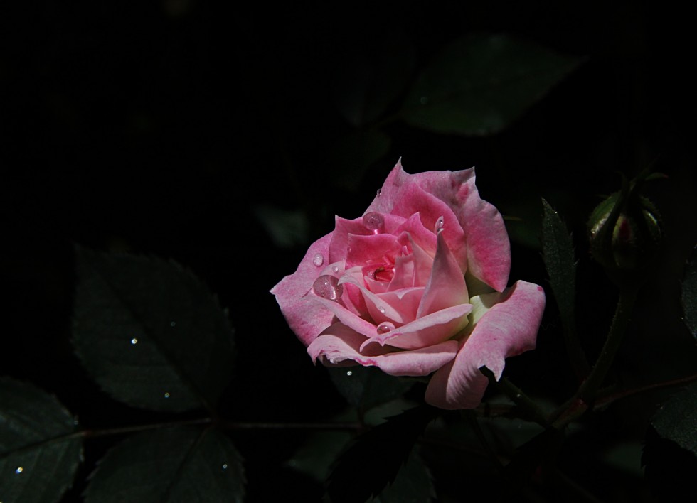 "una rosa para mam" de Noemi Gomez