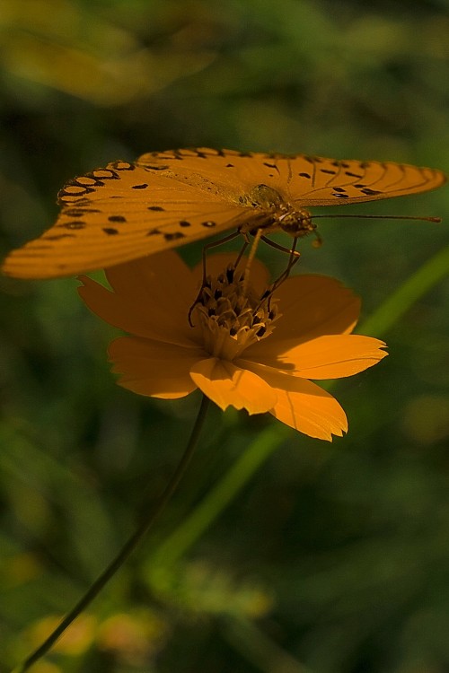 "mariposa libando..." de Rafael Buteler