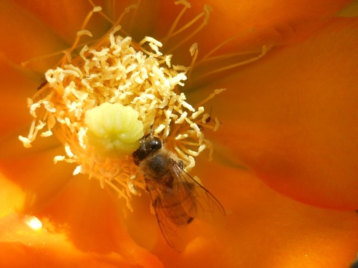 "abeja" de Andrea Boccio