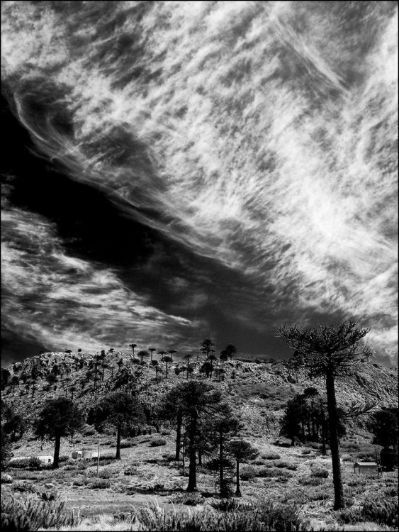 "Pehuenes y nubes" de Mario Abad