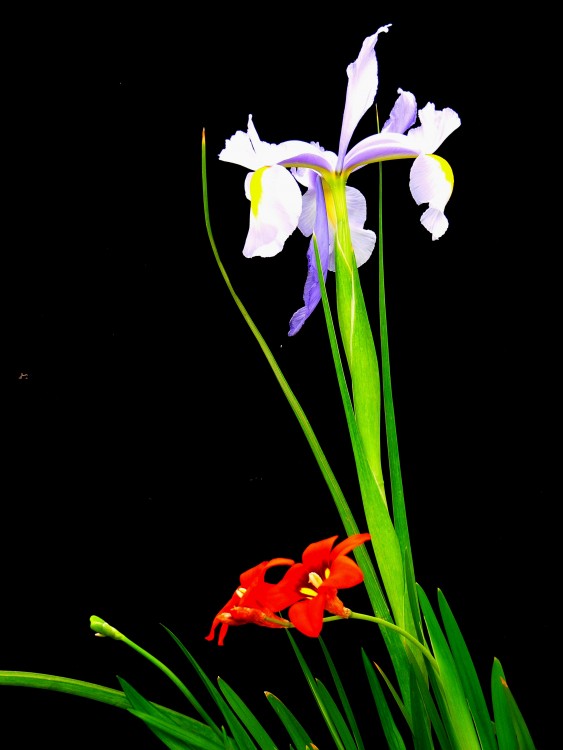 "flor" de Gustavo Targa