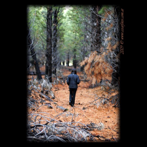 "Fro bosque otoal" de Csar Hernn Cassina