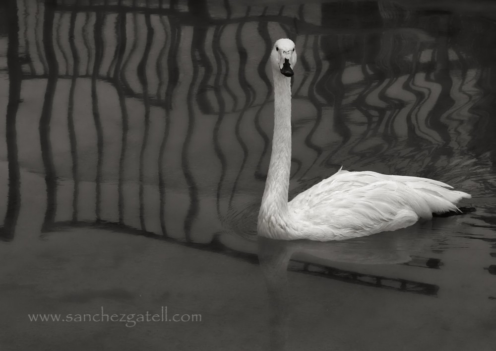 "Cisne" de Eduardo Snchez Gatell