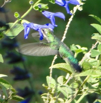 "colibri" de Amparo Josefina Maggi