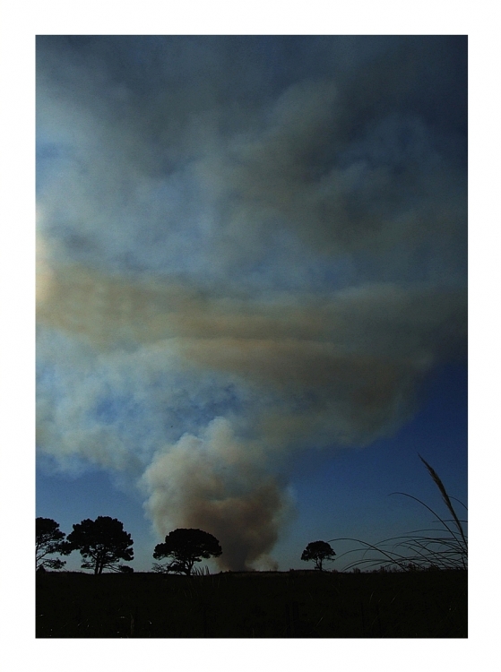 "Incendio forestal." de Claudio Nicastro