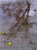 Reflejos de otoo en un dia de lluvia