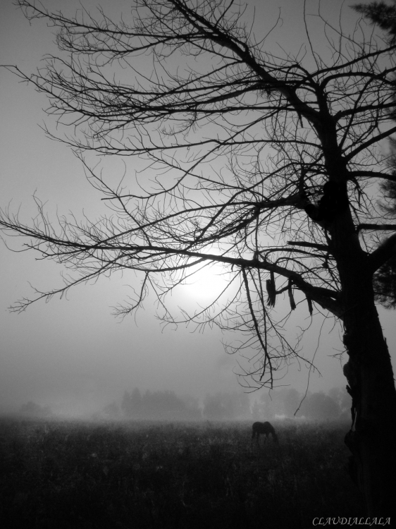 "Un da de niebla" de Claudia Alejandra Allala