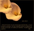 signo cncer-flor lirio de agua(zantedechia)-cala-