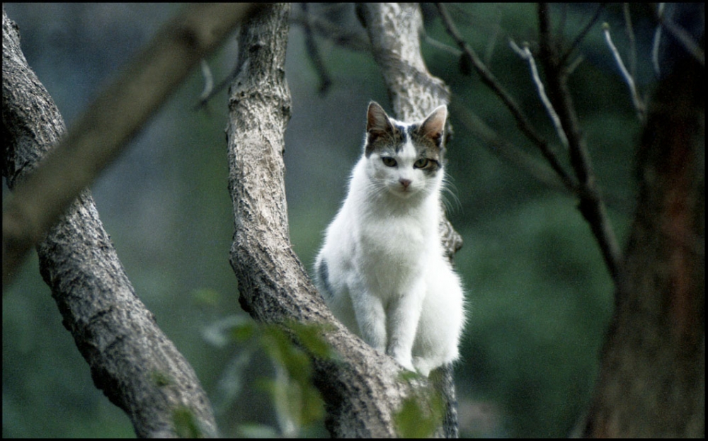 "Un gatito en el bosque" de Jorge Vicente Molinari