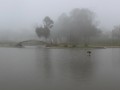 Niebla en la laguna.