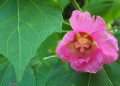 mis rosas de prusia (ibiscus)