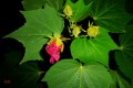 flor del ibiscus rosa de prusia.