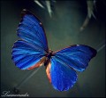 Sublime mariposa