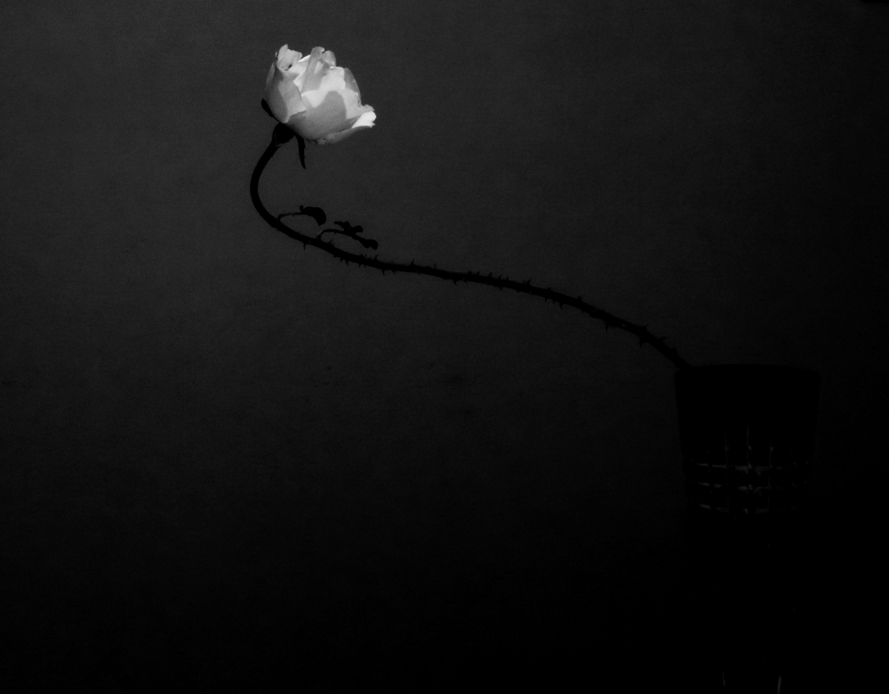 "rosa blanca" de Vanesa Raffaeli