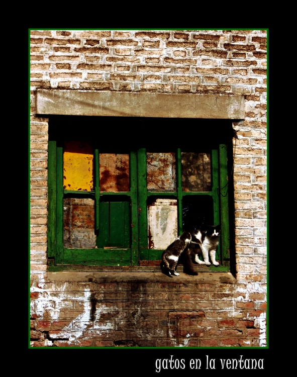 "gatos en la ventana" de Claudia Rios