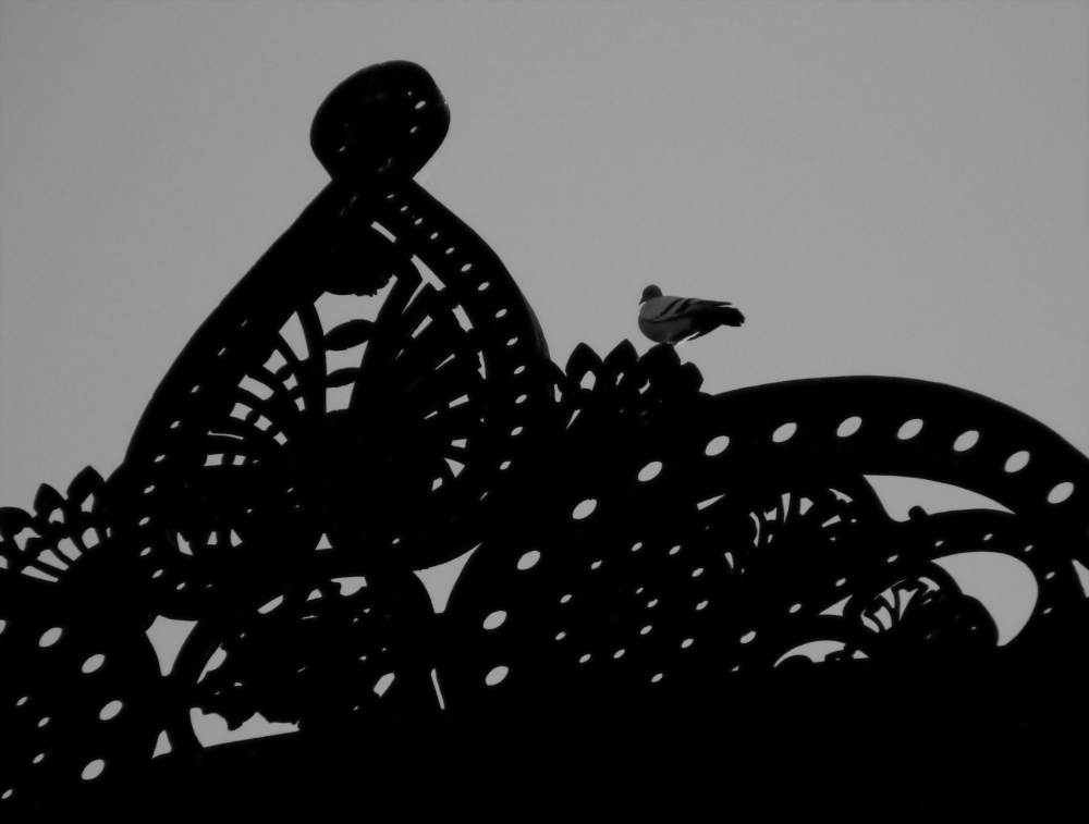 "paloma de estacin" de Viviana Garca